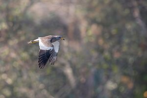 Gray-headed Lapwingd