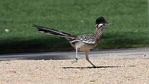 Greater Roadrunner (Geococcyx californianus) (3399096675).jpg