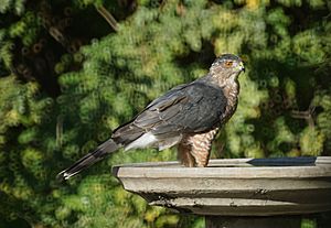Cooper's hawk Facts for Kids