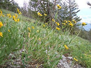 Helianthella uniflora (5384590185).jpg