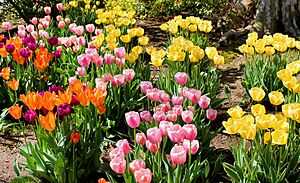 Hofstra university tulips