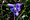 Viola adunca, hookedspur violet, Moonlight Bay vicinity