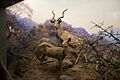 Kudu (21798987409)
