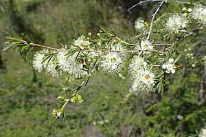 Kunzea occidentalis.jpg