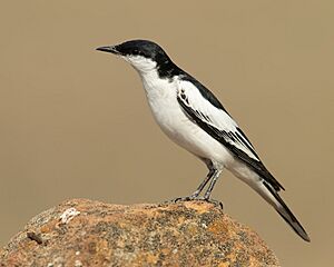 Lalage tricolor male 2 - Glen Davis.jpg