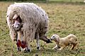Lambing in England -10March2012 (2)