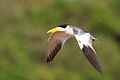 Large-billed tern (Phaetusa simplex) in flight 2