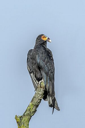 Lesser yellow-headed vulture (Cathartes burrovianus burrovianus) Cundinamarca