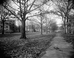 Lockefield Gardens - central mall looking northwest, 1983