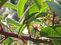 Malosma laurina 1