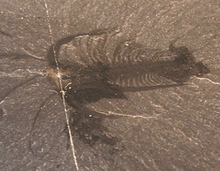 Marrella (fossil)