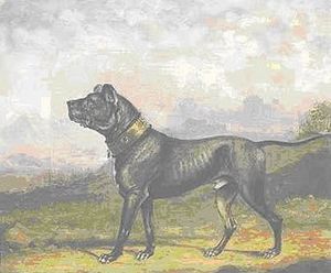 Mastiff Pluto 1830
