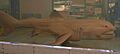 Megamouth shark japan