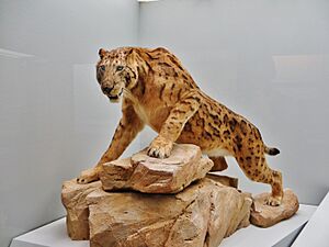 Megantereon model