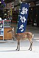 Miyajima Deer Sep08