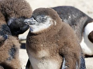 Molting African Penguin Chick (44750738671)