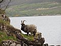 Mountain goat on the shore of Loch Scresort (geograph 4965112)