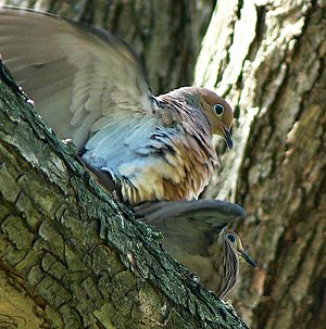 Mourning dove mating