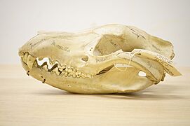 NML-VZ 1963.173.131 Thylacine skull held at World Museum, Liverpool