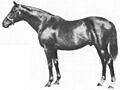 Nearco