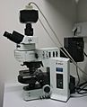 Olympus-BX61-fluorescence microscope