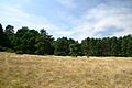 Open access land, Little Heath - geograph.org.uk - 206754