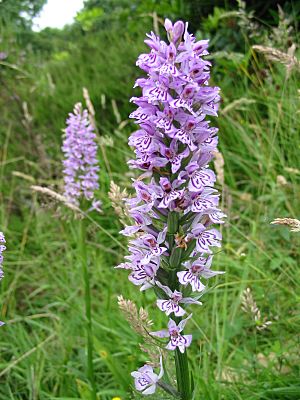 Orchidaceae at Nob End, Bolton (103-0346)