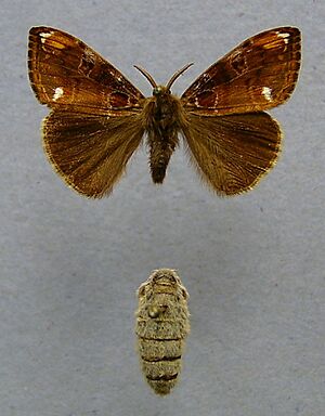 Orgyia recens