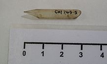 Pen and nibs, quill (AM 1965.105-7)