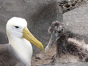 Phoebastria irrorata -Waved Albatross adult and chick