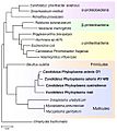 Phylogenetic position of Mollicutes among bacteria