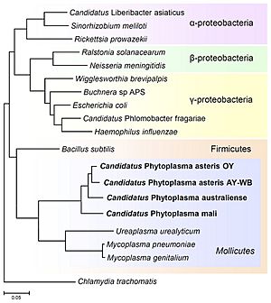 Phylogenetic position of Mollicutes among bacteria.jpg