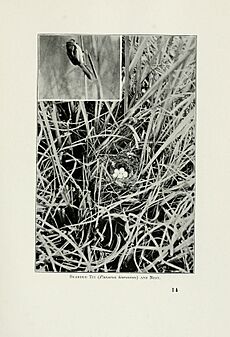 Pictures of bird life - on woodland meadow, mountain and marsh (1903) (14747918254)