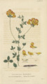 Plate 17 Lotus Corniculatus - Conversations on Botany-1st editionf