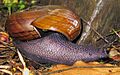 Powelliphanta hochstetteri hochstetteri DOC 2009