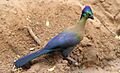 Purple-crested turaco, Tauraco porphyreolophus, at uMkhuze Game Reserve, kwaZulu-Natal, South Africa (15433321841)