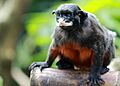 Red-bellied tamarin (Saguinus labiatus) 2