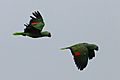 Red-lored parrots (Amazona autumnalis salvini) in flight