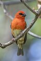 Red cardinal fody (Foudia madagascariensis) male transition Reunion