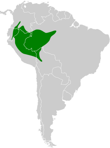 Rhegmatorhina melanosticta map