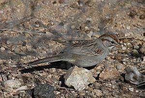 Rufous-winged sparrow.jpg