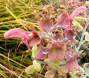 Salvia lanceolata 2