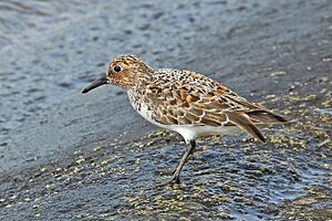 Sanderling (Calidris alba) breeding plumage.jpg