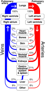 Sankey diagram human circulatory system