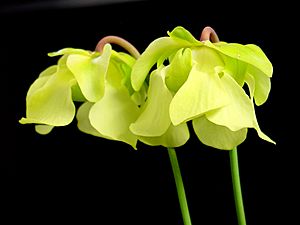 Sarracenia alata flowers.jpg