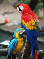 Scarlet Macaw and Blue-and-gold Macaw