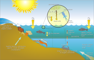 Scheme eutrophication-en