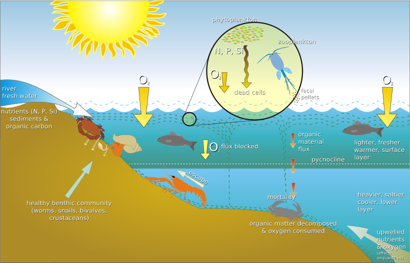 Scheme eutrophication-en