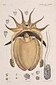 Sepia apama 2 by John James Wild