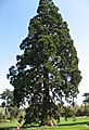 Sequoiadendron giganteum02 by Liné1